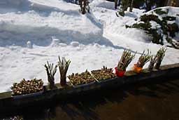 山菜を外に出して、日光浴をさせました