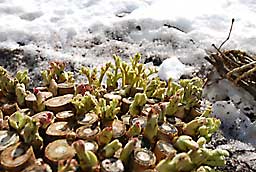 タラの芽もいい感じで、出て来ています