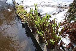 促成栽培中の山菜を日光浴させました