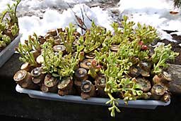 やはり木の太いものは、芽も立派です