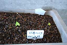 根元を少し残して収穫した行者ニンニクが、また芽を出して来ました