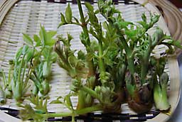 天ぷらにして試食することにしました