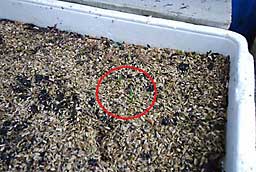 種から植えた行者ニンニクが芽を出し始めました