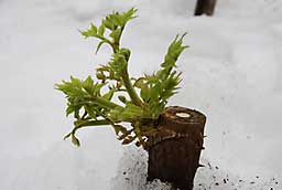 一番、見事なタラの芽