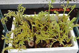 食べ頃になったタラの芽。（販売予定）