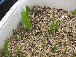 種で植えた行者ニンニク（３年目）