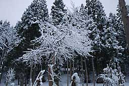 今朝も雪の花がきれいでした