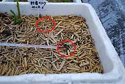 発芽が始まった行者ニンニクです