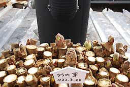 ３月２０日に仕込んだタラの芽が成長してきました