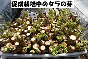 ３月２０日に仕込んだタラの芽です