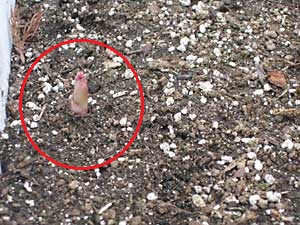 これが発芽した芽です