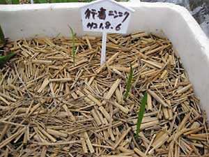 昨年８月に種まきした行者ニンニク