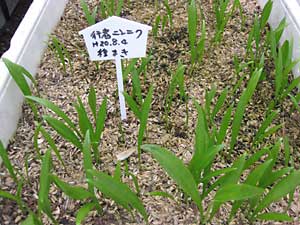 ２０年の８月に種で植えた行者ニンニク