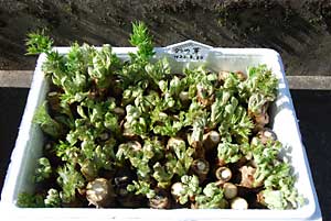 ３月２０日に仕込んだタラの芽です