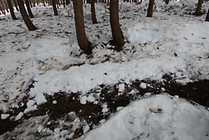 スコップで雪を軽く掛けてからユンボで雪を乗せます