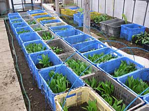 促成栽培中の行者ニンニクのです