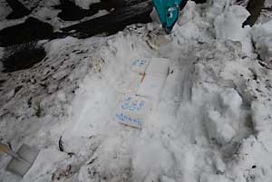 行者ニンニクを雪中保管しておくことにしました