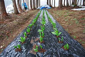 昨年の春に移植した行者ニンニクは、日々成長しています