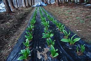去年植えた行者ニンニクです