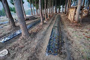 一生懸命頑張ったのですが、１，６００株しか植えられませんでした