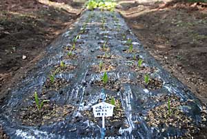 約１８０本植えました