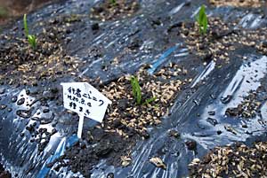 ちょうど６０穴に植えました