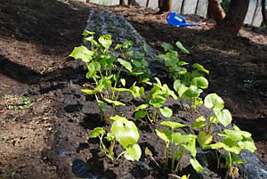 畑わさびも２０穴に植えました