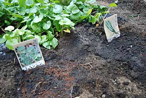 「あまどころ」と「山にんじん」も１株ずつ植えてみました