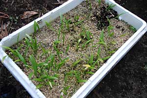 ２０年の８月に種から植えた３年目の行者ニンニクです
