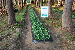 ５月４日に移植した行者ニンニク