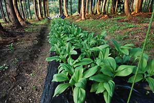 昨年の４月に移植した行者ニンニク