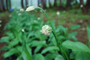 行者ニンニクの花が咲き始めました