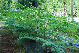 タラの木の新芽の驚くべき早さで成長しています。