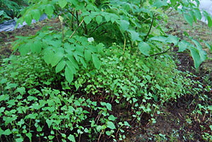 ウド畑にまいた蕎麦殻から出た蕎麦