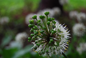 行者ニンニクの花に実が着きはじめてきました。