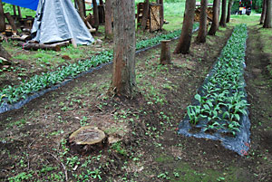 今年の春に植えた行者ニンニクです。