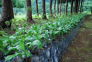 昨年の４月に植えた行者ニンニクです。