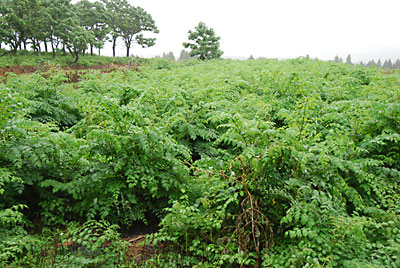 お隣の市にタラの木の畑を見に行ってきました。