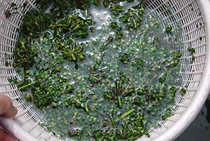 今日は種を水で洗浄してみました。