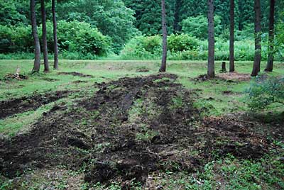 タラの木を植える畑の下準備をユンボでしました。