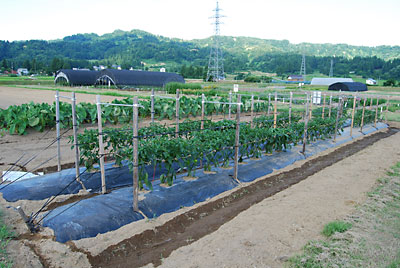 神楽なんばんの支柱立てです。