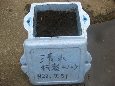 ７月３１日に仕込んだ時の写真です。