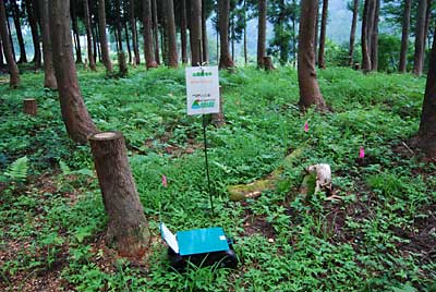 除草前です。