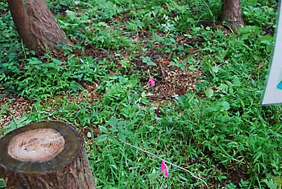 まずは、カマでコシアブラの苗の回りの草刈りをします。