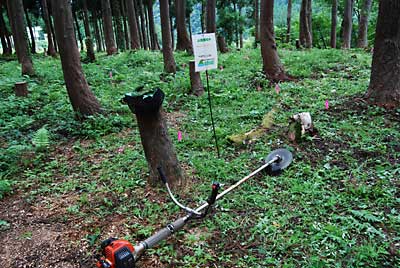 苗の回りの草刈りが、終わったら草刈り機で除草します。