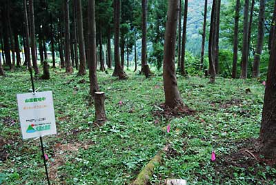 除草完了しました。きれいになりました。