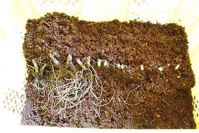 発芽した行者ニンニクを並べて植えていきます。