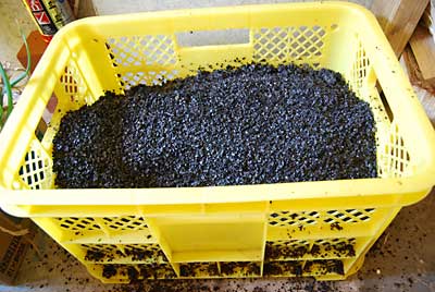 最後に、蕎麦殻のクン炭を８ｃｍほど被せました。