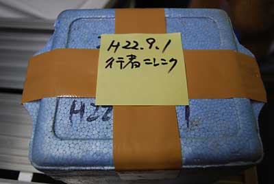 第二弾の行者ニンニクも低温貯蔵してみることにしました。