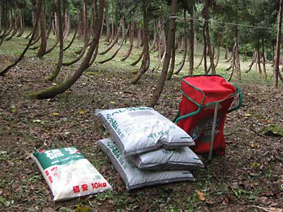 硫安を１０ｋｇとペレット鶏糞を１５ｋｇ×３袋を撒きました。